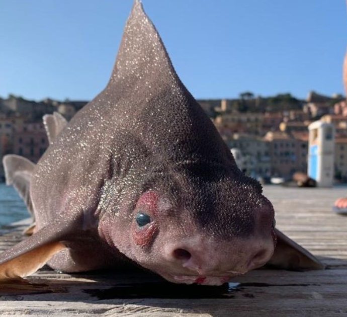 Trovato raro esemplare di pesce porco lungo più di un metro: lo squalo che grugnisce era nelle acque dell’Isola d’Elba
