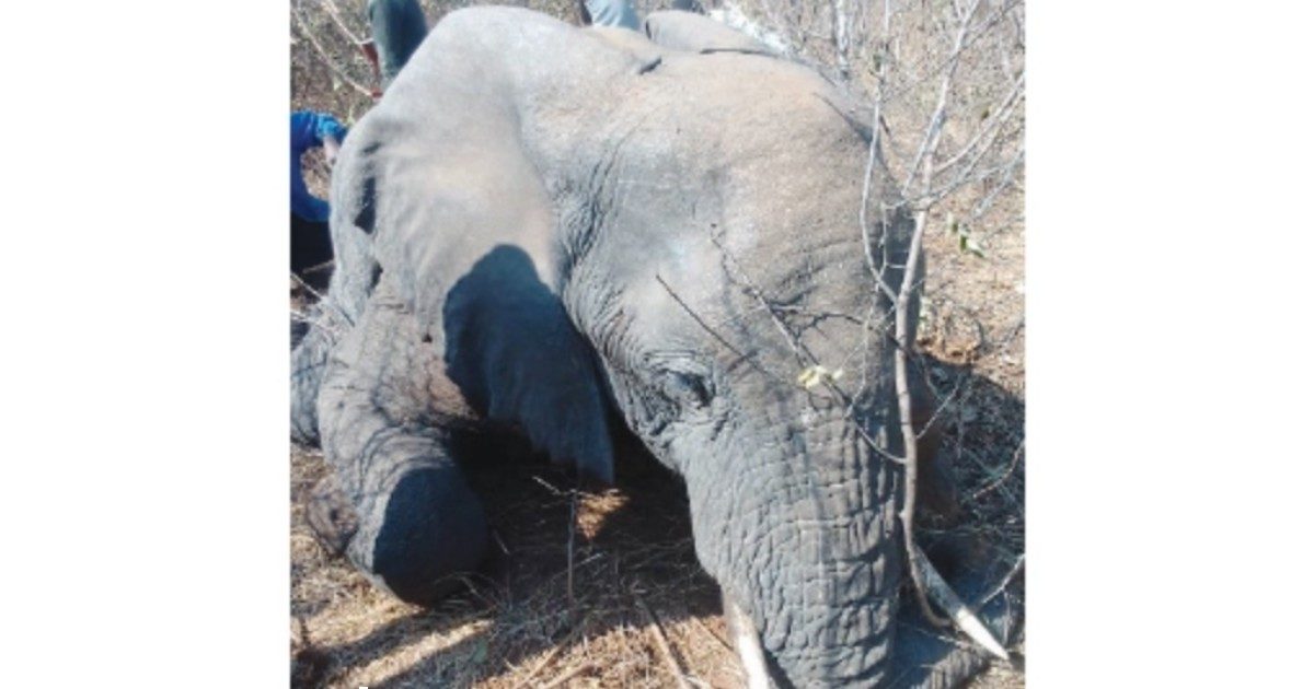 Elefante attacca e uccide un uomo che lo aveva avvicinato per un selfie: l’animale giustiziato dai ranger