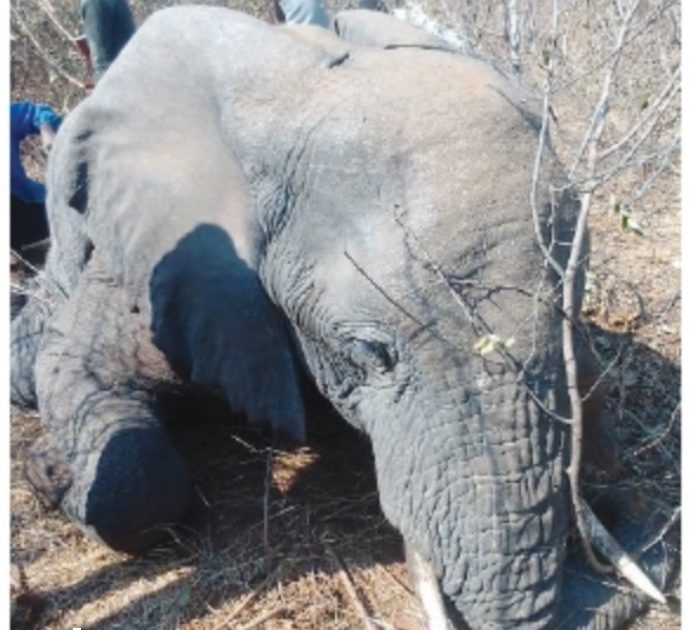 Elefante attacca e uccide un uomo che lo aveva avvicinato per un selfie: l’animale giustiziato dai ranger