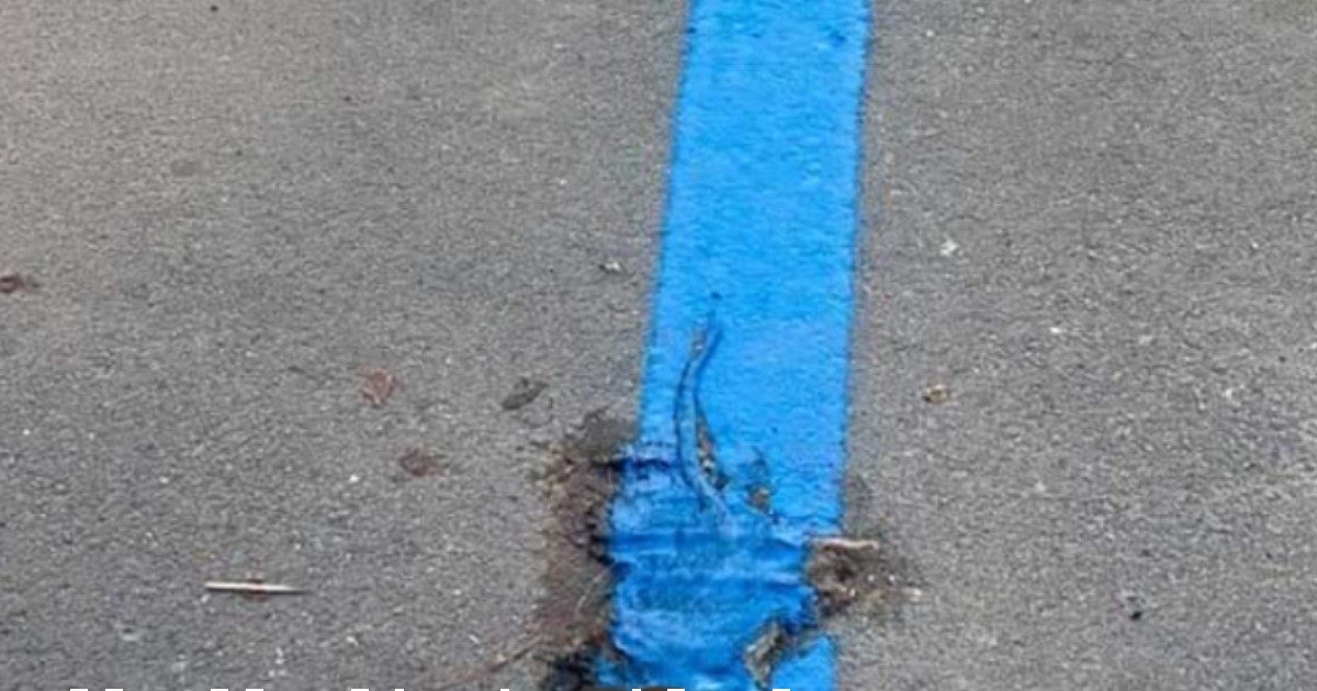 Strisce blu del parcheggio dipinte su un ratto: “Come hanno fatto a non accorgersene?”