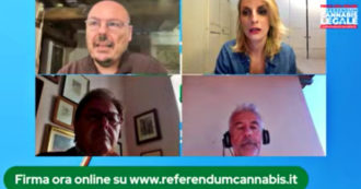 Copertina di Cannabis, conferenza stampa della campagna sul referendum per la legalizzazione: rivedi la diretta