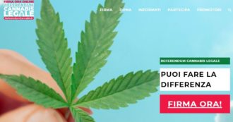Referendum Cannabis legale, ecco le dieci fake news più diffuse e le smentite: “La menzogna più odiosa è che si potrà guidare strafatti”
