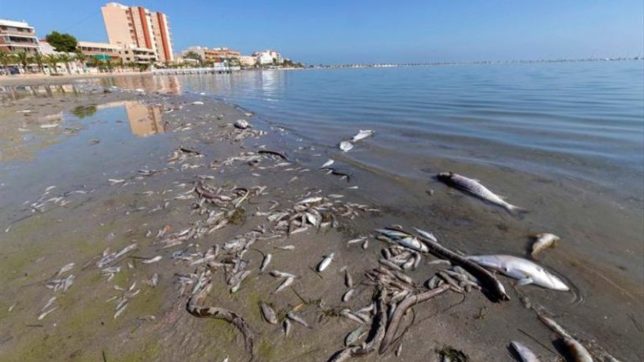 Copertina di La strage di pesci nella laguna del mar Menor, le associazioni spagnole: scarichi tossici