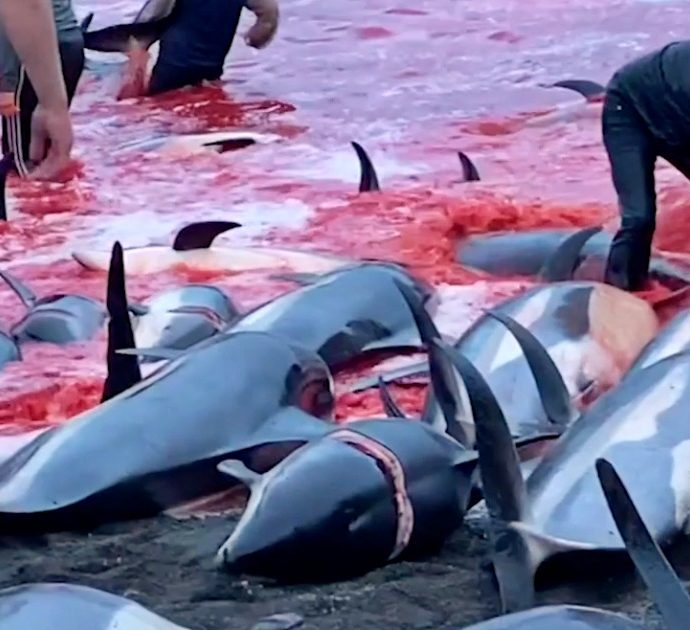 Massacro di delfini alle isole Faroe: uccisi oltre 1500 esemplari, la mattanza per la tradizionale caccia Grindadrap – Video