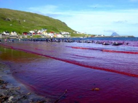 Copertina di La mattanza di cetacei alle Faroe ci inorridisce: siamo sicuri di essere migliori di loro?