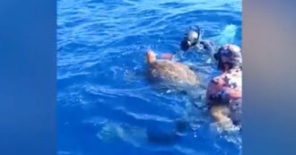 Copertina di Sardegna, salvate due tartarughe caretta caretta ai Mondiali di pesca in apnea: il video