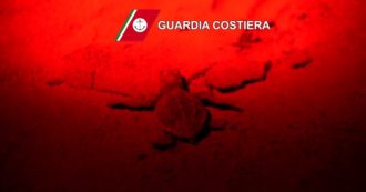 Copertina di Nove tartarughe “Caretta Caretta” nate a Jesolo: l’evento eccezionale ripreso dalle telecamere della Guardia Costiera – Video