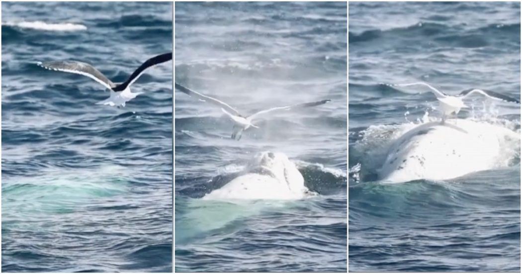 Un gabbiano plana sulla schiena di una balena prima di tuffarsi di nuovo sotto le onde: la sequenza è spettacolare