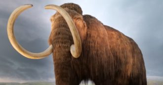 Copertina di Minatori cercano oro ma trovano un cucciolo di mammut di 30 mila anni: l’incredibile scoperta nel Klondike