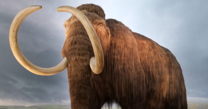 Minatori cercano oro ma trovano un cucciolo di mammut di 30 mila anni: l’incredibile scoperta nel Klondike