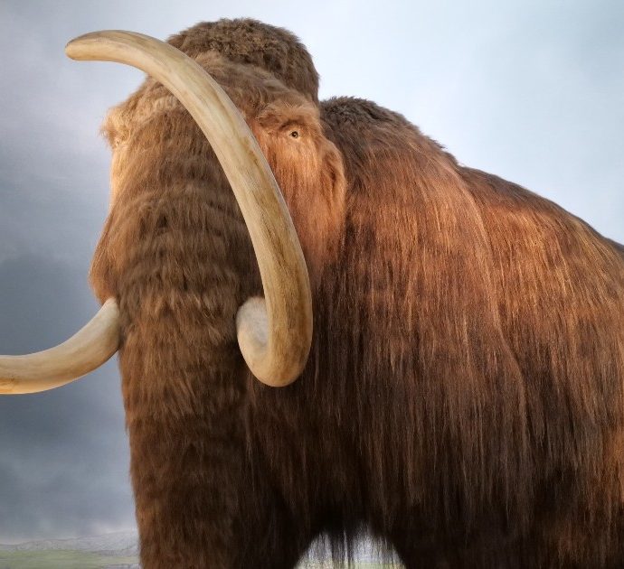 Minatori cercano oro ma trovano un cucciolo di mammut di 30 mila anni: l’incredibile scoperta nel Klondike