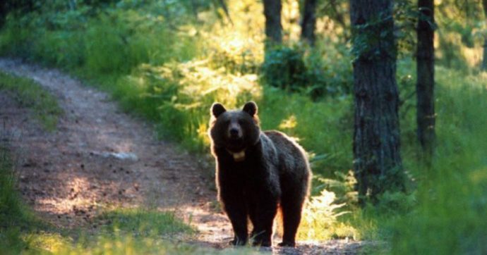 Trentino, i due orsi del Casteller sono stati castrati: basta con questa persecuzione!