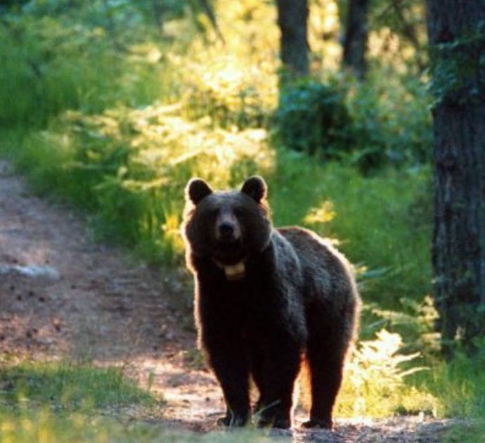 Juan Carrito terrorizzato dai botti di Capodanno: si rifugia impaurito tra le montagne dell’Abruzzo