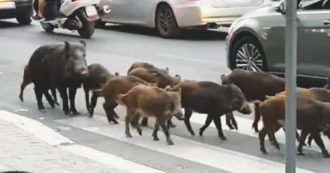 Copertina di Cinghiali, caccia e rifiuti. Da dove nasce l’invasione