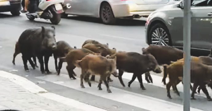 Cinghiali, caccia e rifiuti. Da dove nasce l’invasione