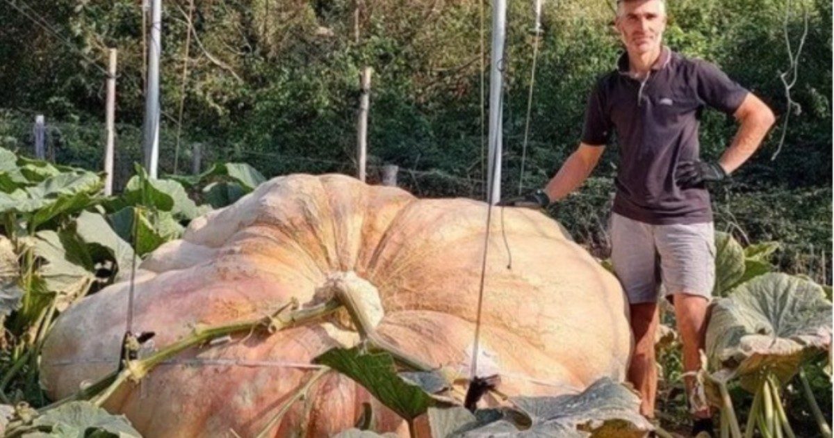 La zucca gigante più grande del mondo è italiana: pesa 1226 chili, l’ortaggio da record coltivato a Radda in Chianti