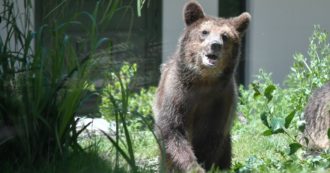 Life imprisonment for Trento, M49 and M57 bears: the usual Italian blame game