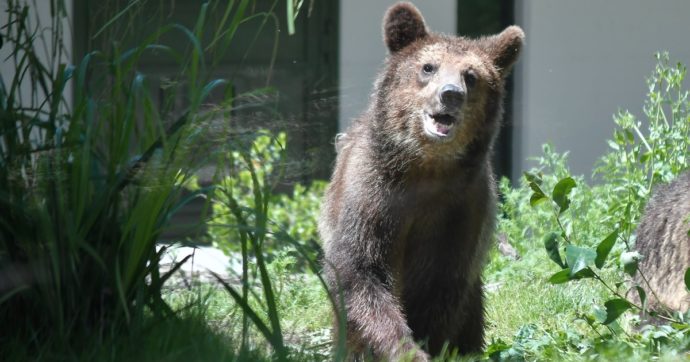 Trento, vietato l’abbattimento degli orsi bruni anche in caso di aggressione alle persone. Animalisti: “Sentenza storica”