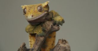 Copertina di I collezionisti del terrore: le fiere di animali esotici (anche in Italia) e il rischio di nuove pandemie