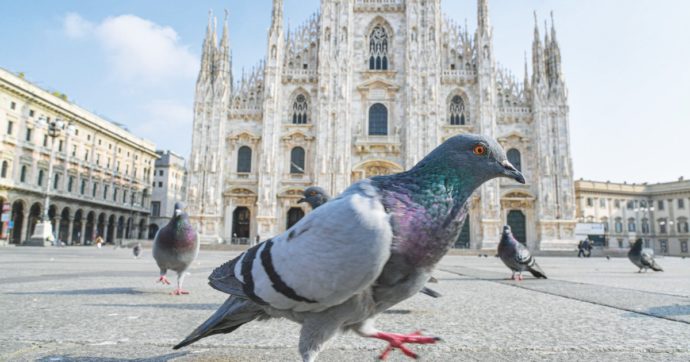 Copertina di Piccioni, sapiens e dinosauri: gli animali cambiano la Terra