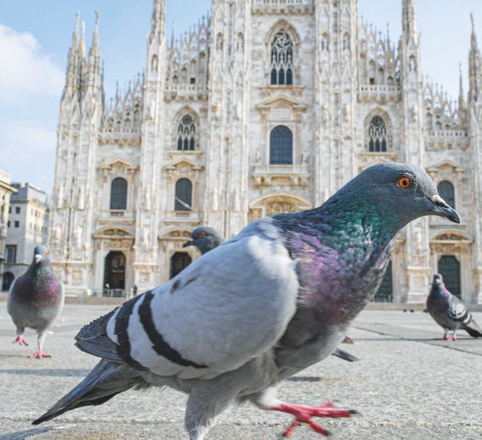 Scatta l’allarme per i piccioni-spia: “Hanno un chip nel cervello con cui vengono controllati. Possono volare per mesi spiando tutti senza che nessuno se ne accorga”