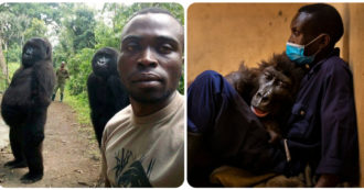 Copertina di Congo, addio alla gorilla Ndakasi: divenne famosa per il selfie in cui imitava la posa umana. Il custode: “Morta tra le mie braccia”