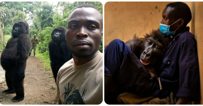 Congo, addio alla gorilla Ndakasi: divenne famosa per il selfie in cui imitava la posa umana. Il custode: “Morta tra le mie braccia”