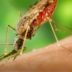 Copertina di L’Oms approva il primo farmaco antimalarico per neonati sopra i due chili: potrà salvare milioni di bimbi