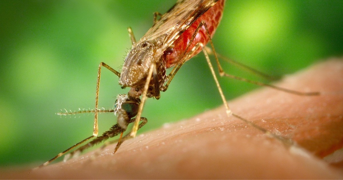Five cases of malaria have been confirmed in the United States, for the first time in 20 years