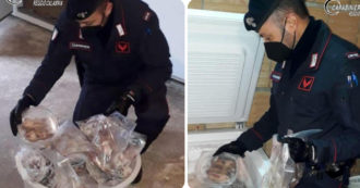 Copertina di Reggio Calabria, scoperti 235 ghiri congelati e destinati al consumo: tre arresti per uccisione di specie protetta