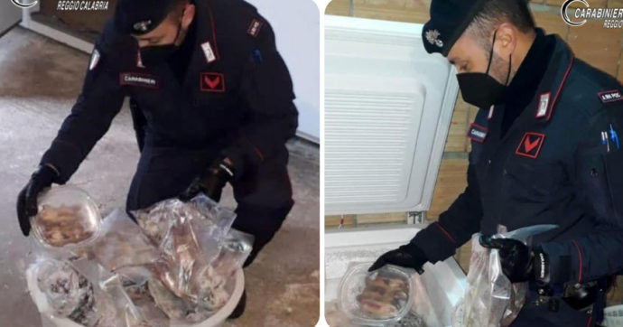 Reggio Calabria, scoperti 235 ghiri congelati e destinati al consumo: tre arresti per uccisione di specie protetta