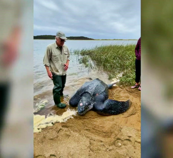 Enorme tartaruga di 272 chili resta intrappolata nel fango e rischia di morire: il salvataggio è emozionante – Video