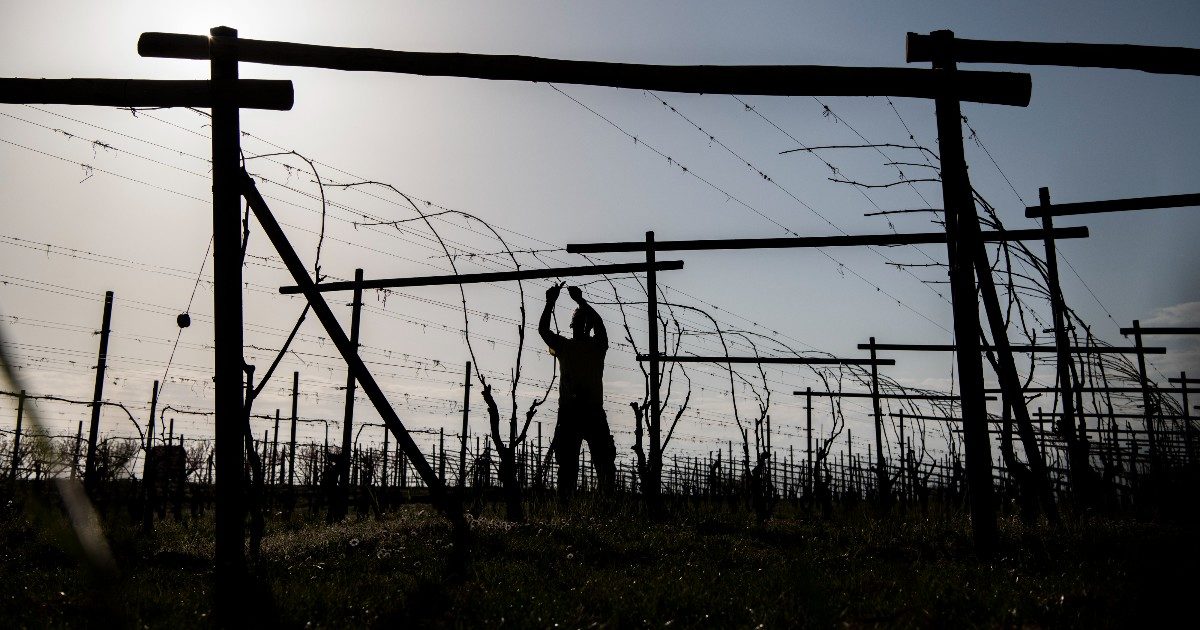 Gli effetti dei cambiamenti climatici sul made in Italy: produzione di miele giù del 95%, -80% per l’olio al centro-nord, -27% per la frutta. In calo anche il vino