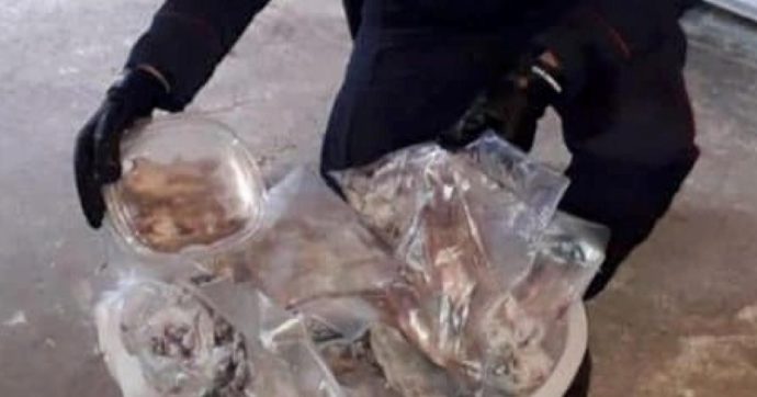 Calabria, sequestrati 235 ghiri congelati