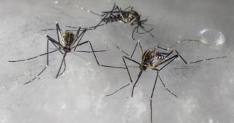 Copertina di La zanzara coreana sbarca in Lombardia: lo studio Unimi. “Resistente al freddo, forse è arrivata dall’aeroporto di Bergamo”
