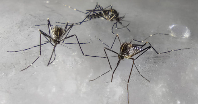La zanzara coreana sbarca in Lombardia: lo studio Unimi. “Resistente al freddo, forse è arrivata dall’aeroporto di Bergamo”