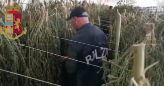 Copertina di Nuoro, blitz della polizia nelle campagne di Orosei: sequestrate 6300 piante di marijuana. Arrestate tre persone