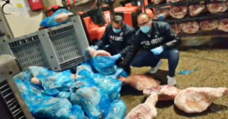 Copertina di Modena, prosciutti conservati a terra tra sporcizia e sangue animale: sequestrate 20 tonnellate di carne – Video