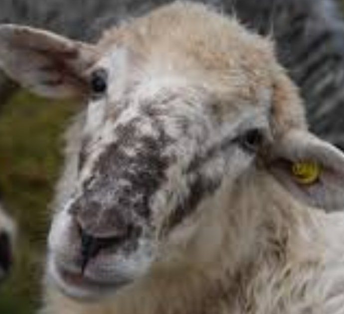 Drone spaventa il gregge di pecore, in 14 si lanciano in un burrone e muoiono. Il pastore va su tutte le furie e lo distrugge, ora rischia una multa