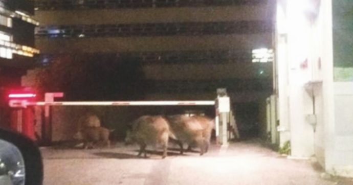 Roma, cinghiali in piazzale Clodio all’ingresso del Tribunale