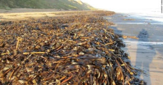 Copertina di Regno Unito, migliaia di granchi e aragoste morti sulle spiagge del North Yorkshire: il garante dell’ambiente apre un’indagine