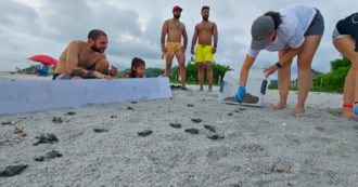 Copertina di Panama, i primi passi delle tartarughe marine Hatchling dall’uovo verso l’Oceano – Video