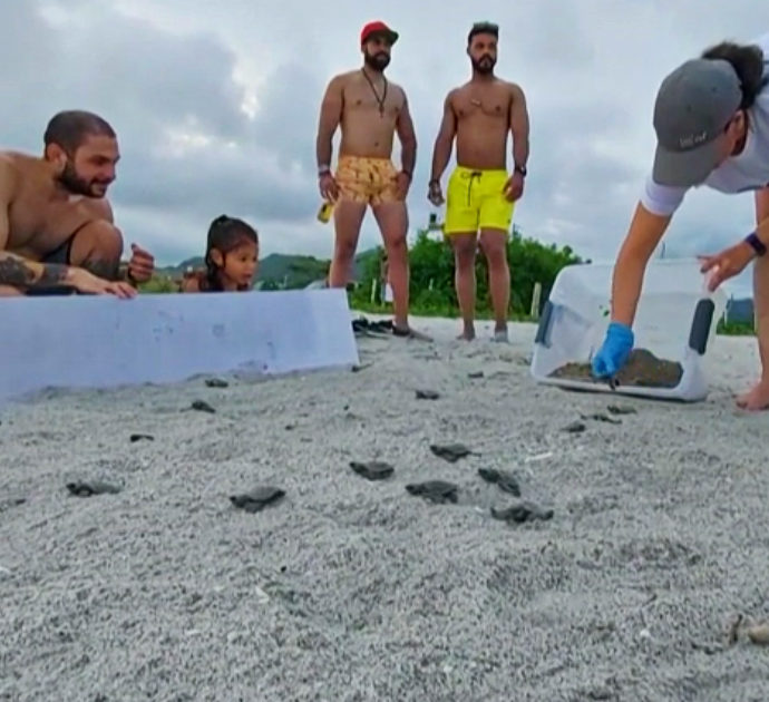 Panama, i primi passi delle tartarughe marine Hatchling dall’uovo verso l’Oceano – Video