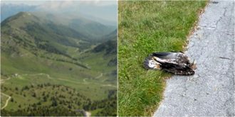 Copertina di L’ultimo crimine dei bracconieri: uccisa una delle due aquile del Grappa. Il Pd: “Appello agli inquirenti, scoprire il responsabile si può”