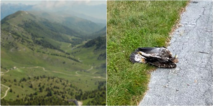 L’ultimo crimine dei bracconieri: uccisa una delle due aquile del Grappa. Il Pd: “Appello agli inquirenti, scoprire il responsabile si può”