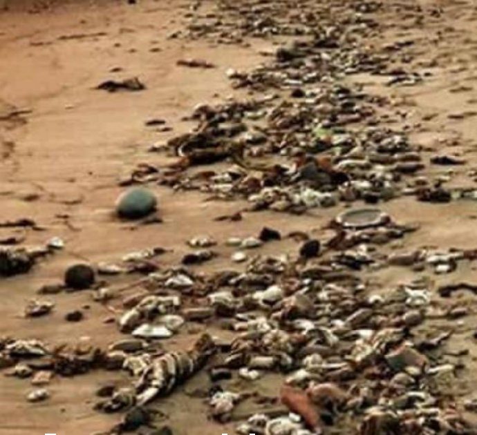 Spiagge ricoperte da migliaia di crostacei morti: scenario “apocalittico”