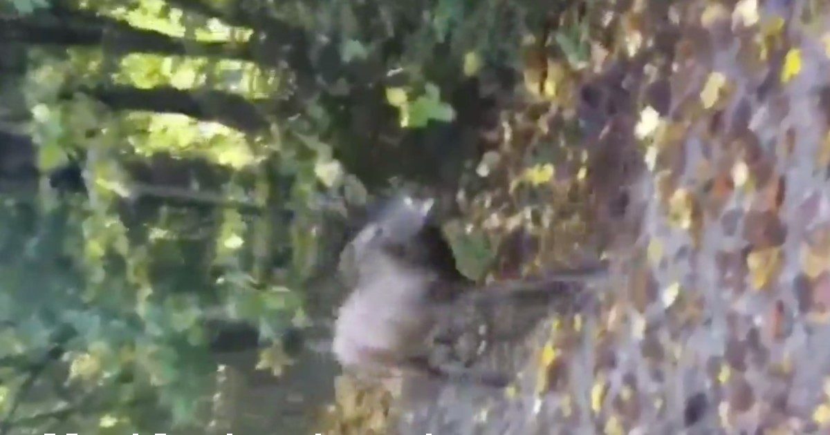 Un cervo avvistato a Monza: “Non cercate di avvicinarlo, si spaventerebbe”