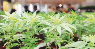 Copertina di Cannabis, Malta ha approvato la legalizzazione di acquisto e coltivazione: è il primo Paese Ue