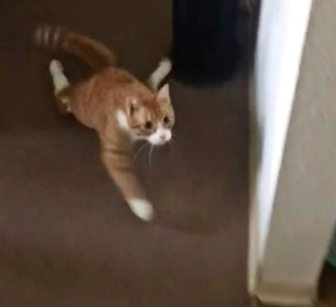 Gatto paraplegico sfreccia al richiamo dei croccantini: il video (tenerissimo) diventa virale