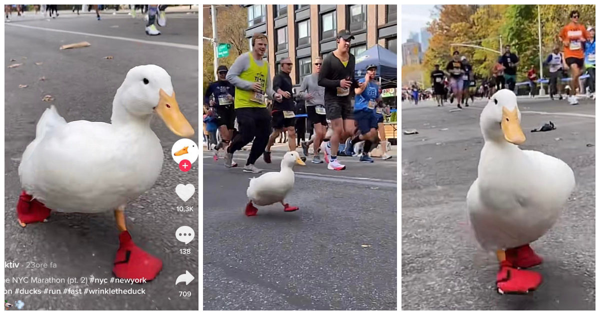 Maratona di New York, ‘Wrinkle the Duck’ è la protagonista indiscussa. Il video diventa virale su TikTok